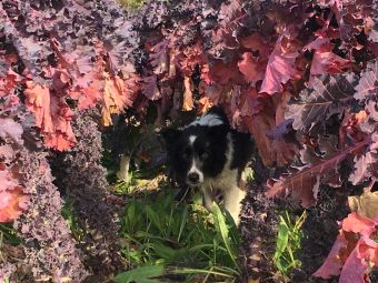 Dog and kalettes